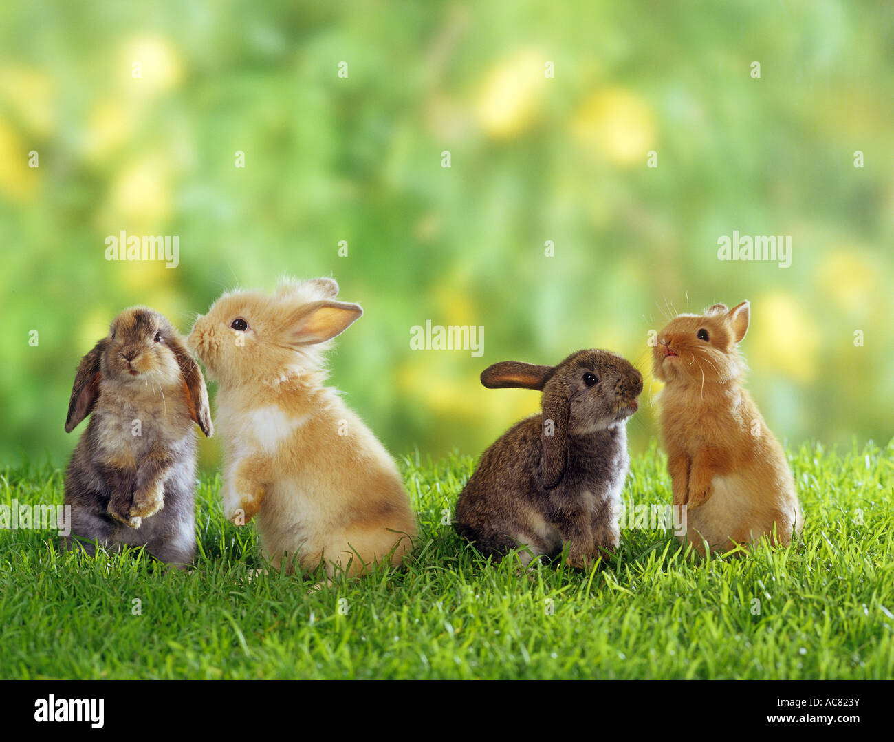 four dwarf rabbits on meadow Stock Photo