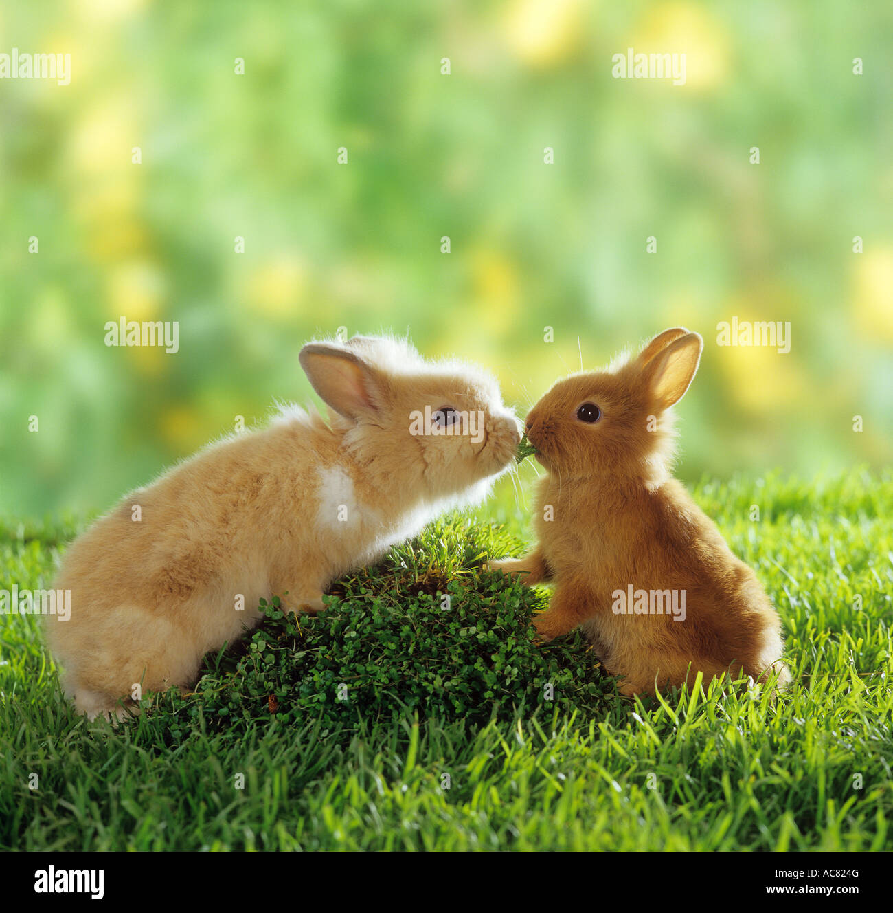 Two dwarf rabbits eating a leaf Stock Photo Alamy