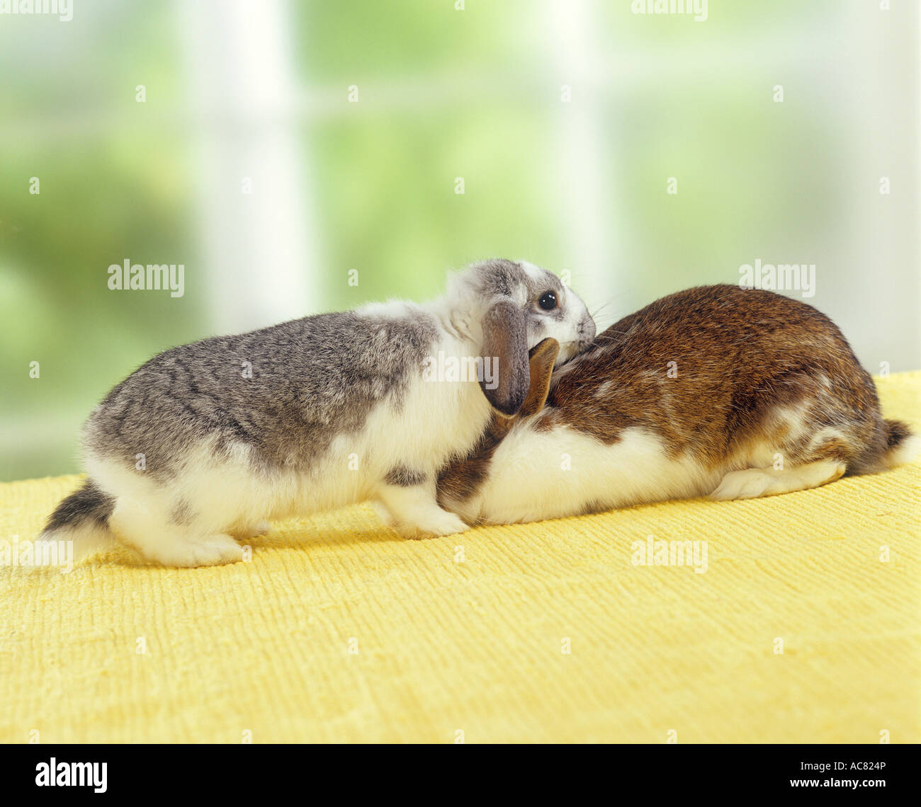 lopeared rabbit and rabbit Stock Photo Alamy