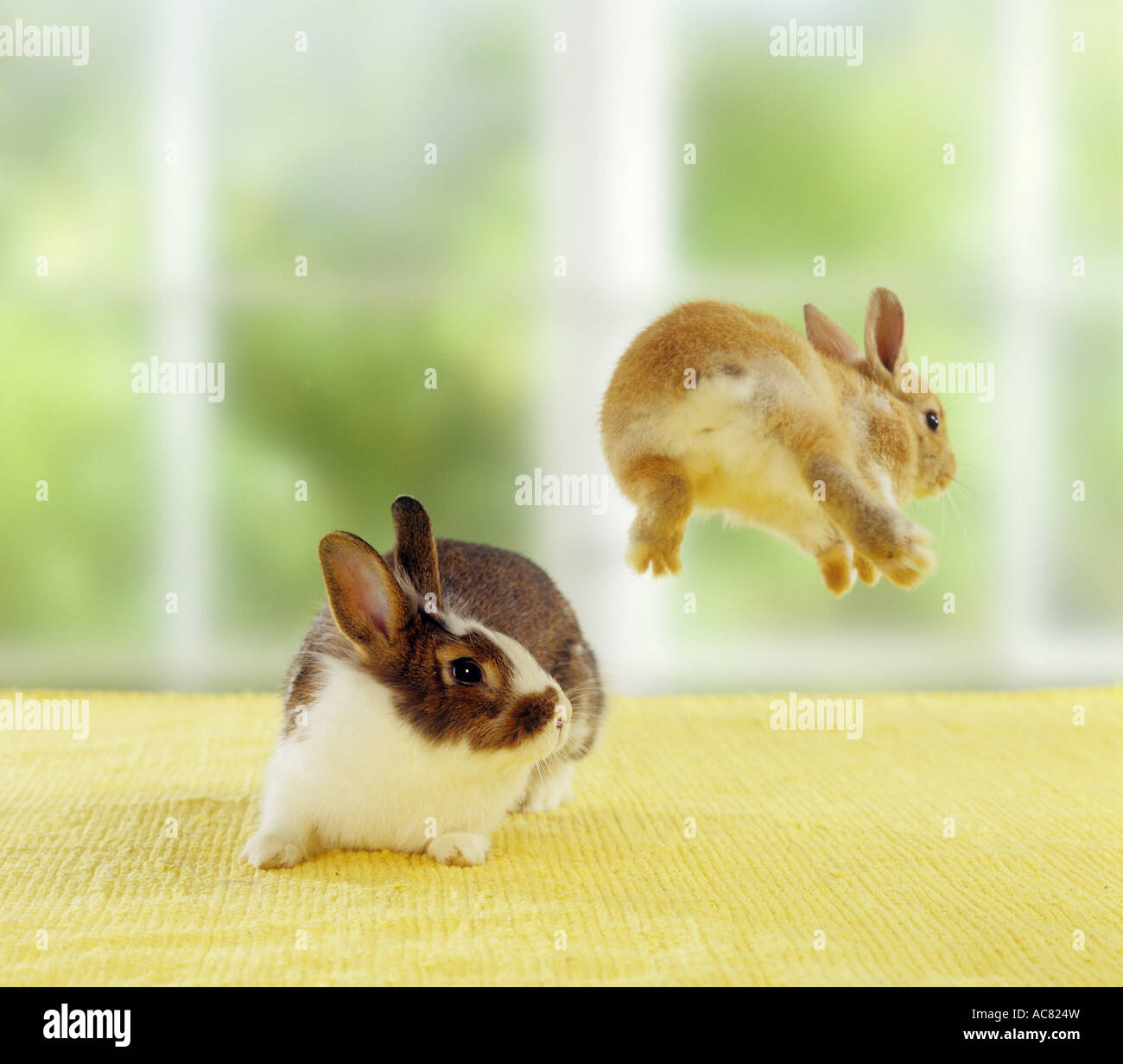 Young dwarf rabbit jumping over older individual Stock Photo Alamy
