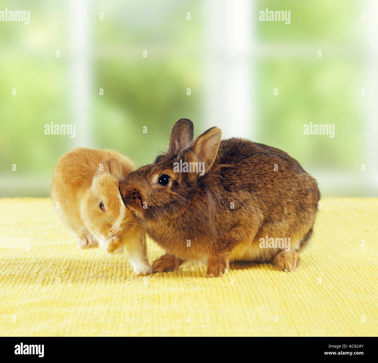 dwarf rabbit and young dwarf rabbit playing Stock Photo Alamy