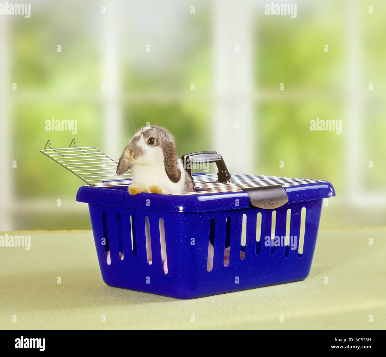 lopeared dwarf rabbit in box for transport Stock Photo Alamy