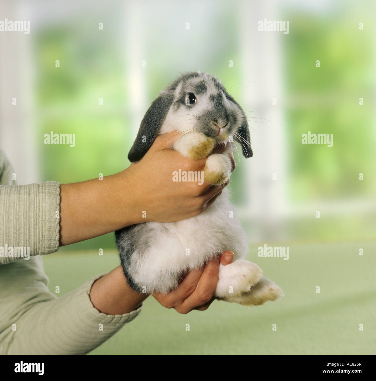 Dwarf Rabbit, Dwarf Lop. How to hold a rabbit properly Stock Photo Alamy
