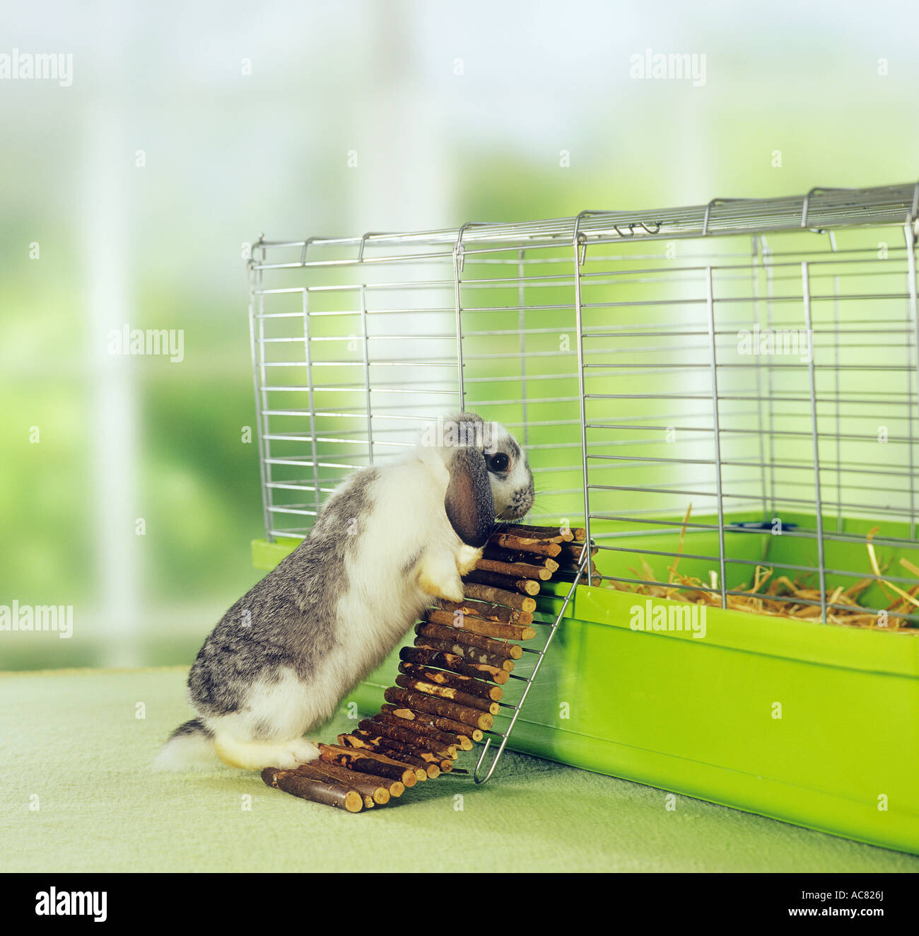 lop-eared dwarf rabbit at cage Stock Photo - Alamy