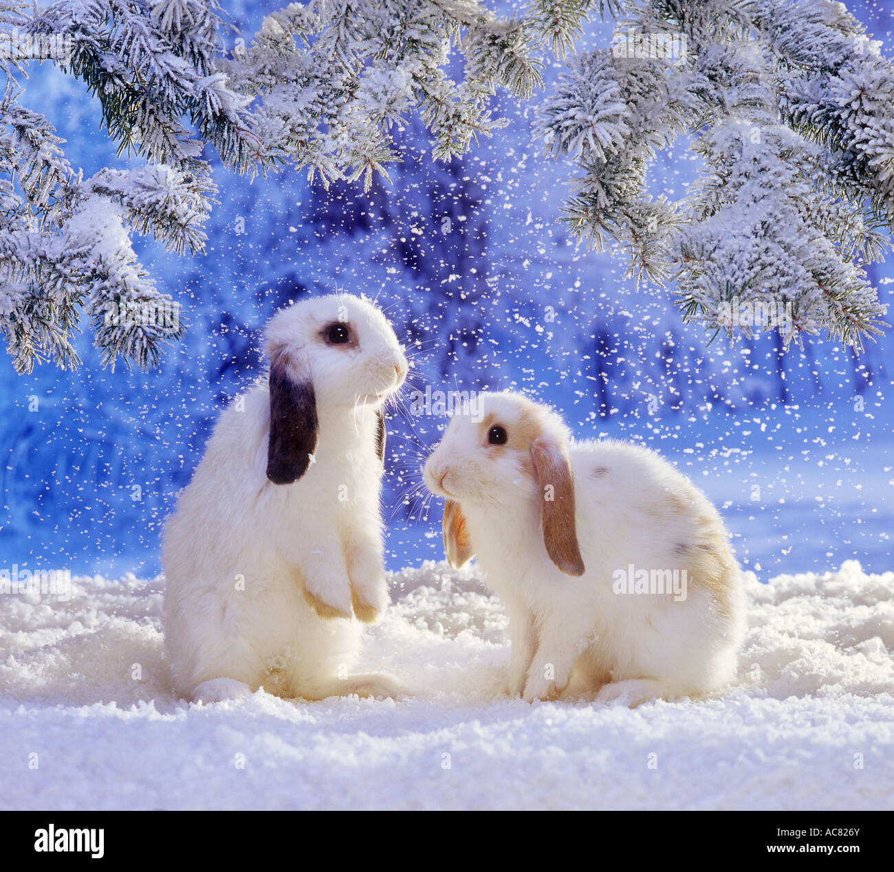 Two Lop Eared Dwarf Rabbits In Snow Stock Photo Alamy