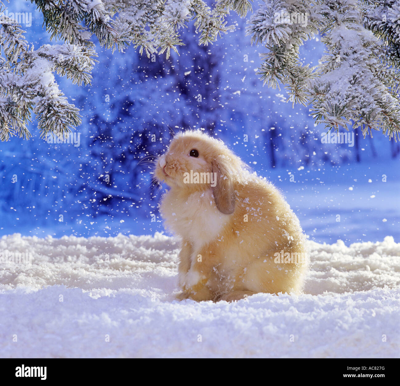 lop-eared dwarf rabbit in snow Stock Photo - Alamy