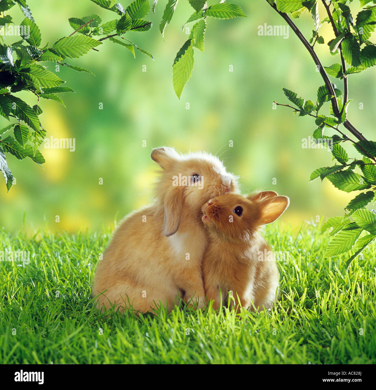 two dwarf rabbits on meadow Stock Photo Alamy