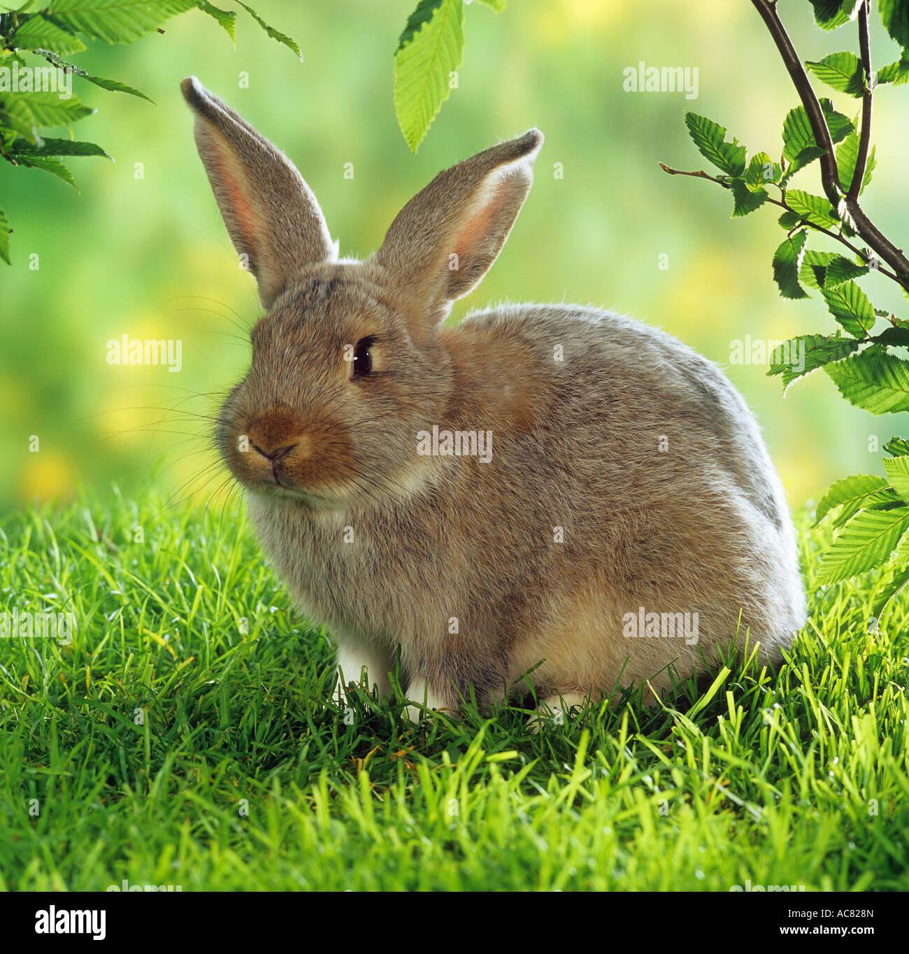 Domestic Rabbit, Flemish Giant. Adult on grass Stock Photo Alamy
