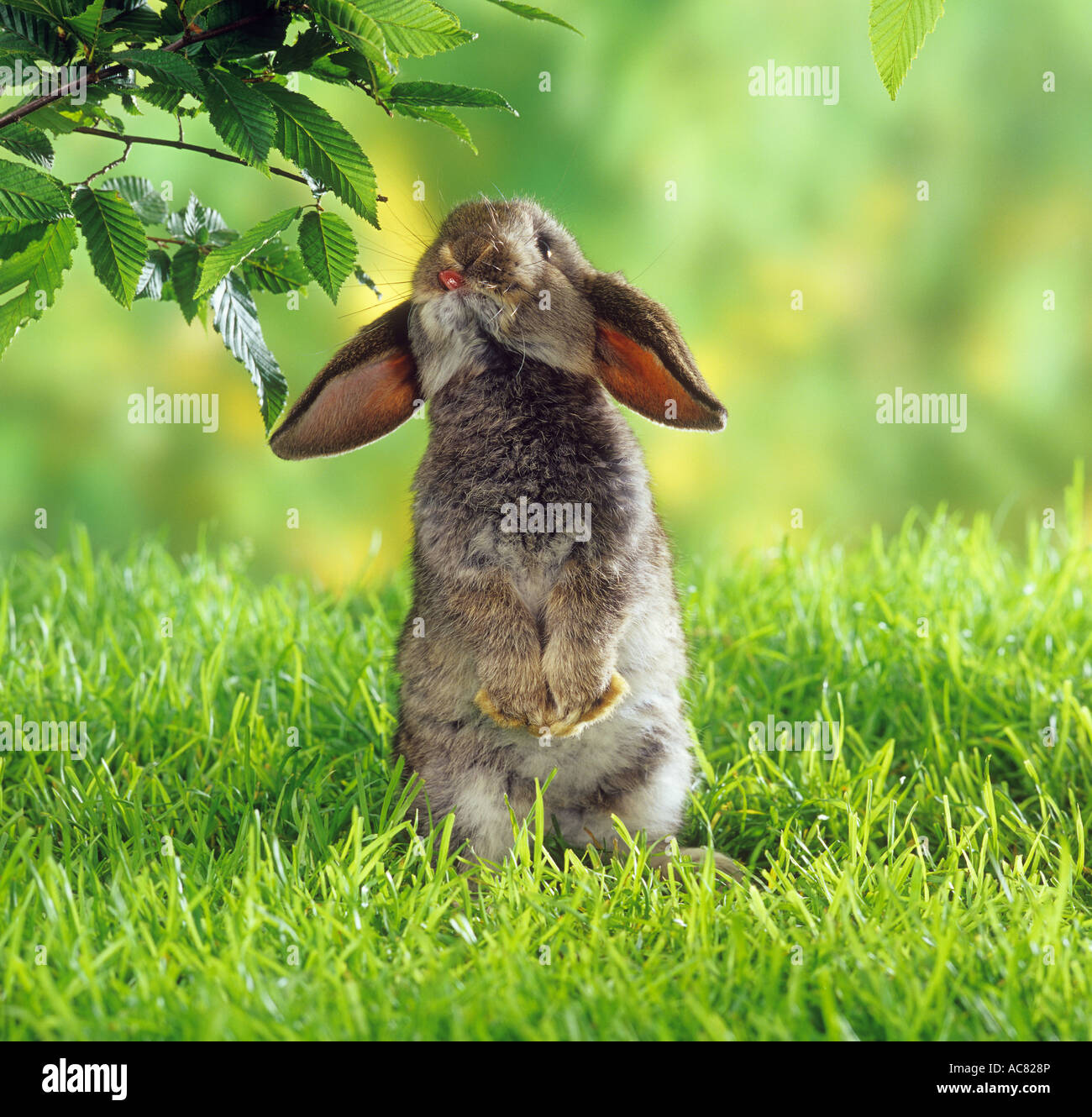 lopeared dwarf rabbit on meadow Stock Photo Alamy