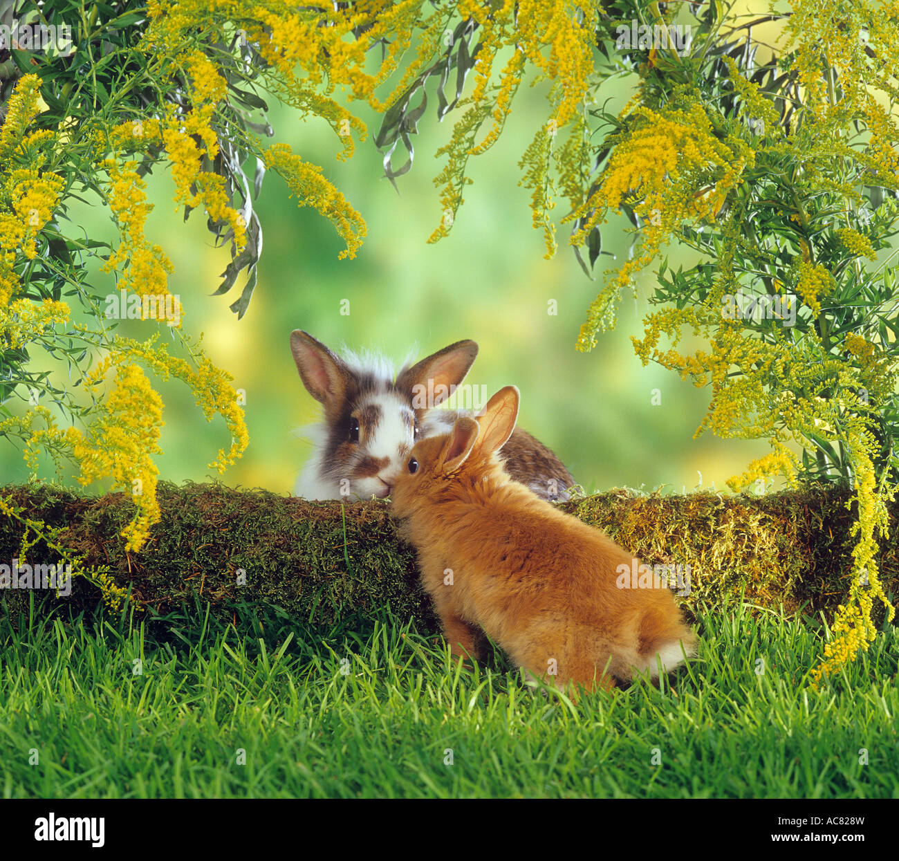 two dwarf rabbits at trunk Stock Photo Alamy