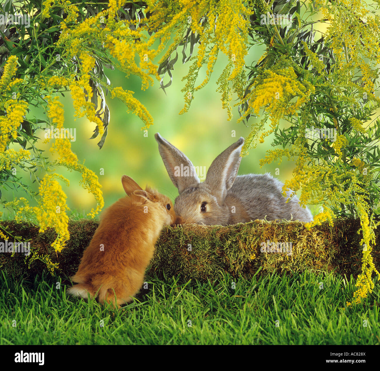 flemish giant rabbit for sale philippines