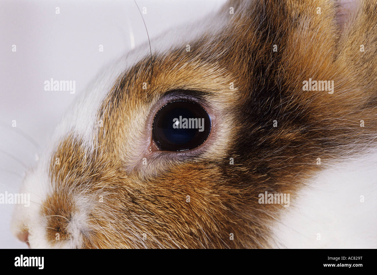 Bunny eyes closed hi-res stock photography and images - Alamy
