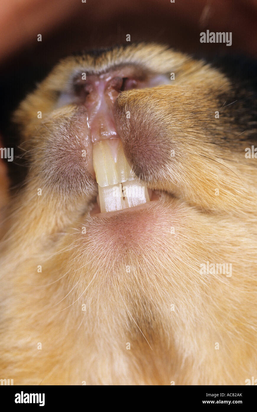 Rabbit Teeth High Resolution Stock Photography and Images Alamy