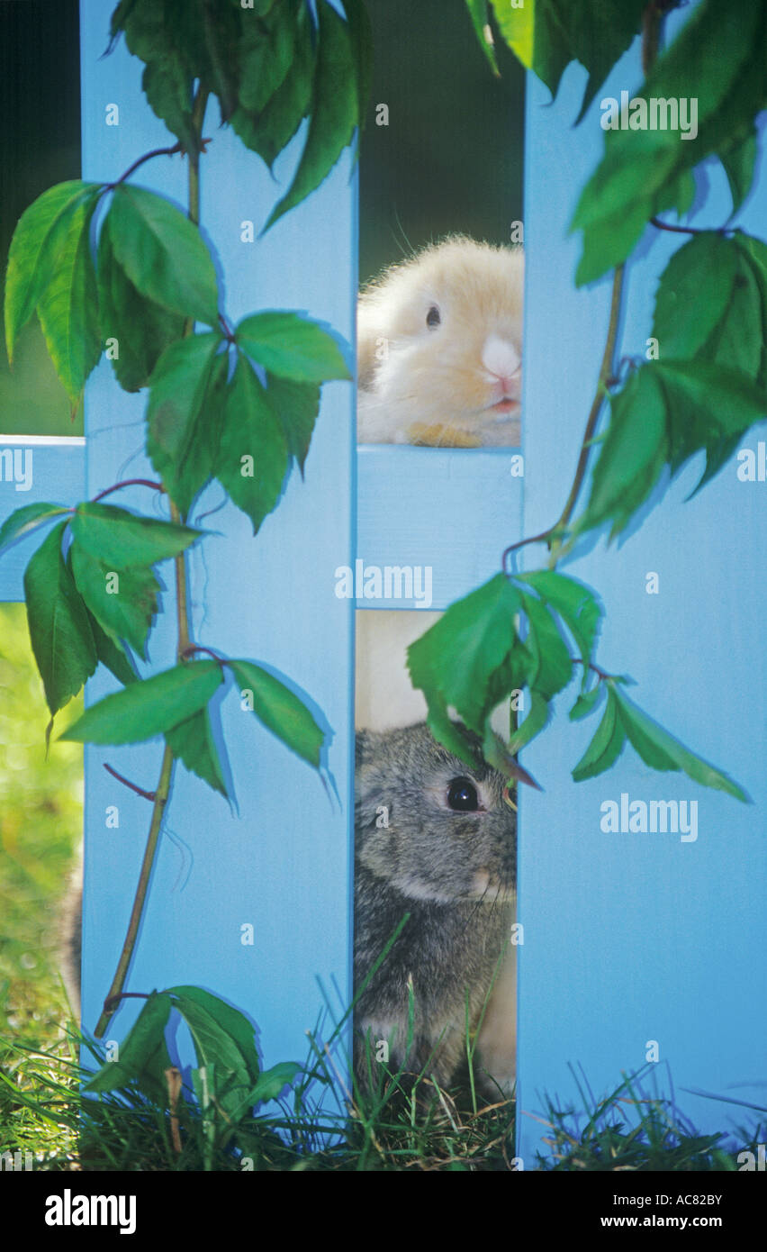 two dwarf rabbits behind fence Stock Photo Alamy