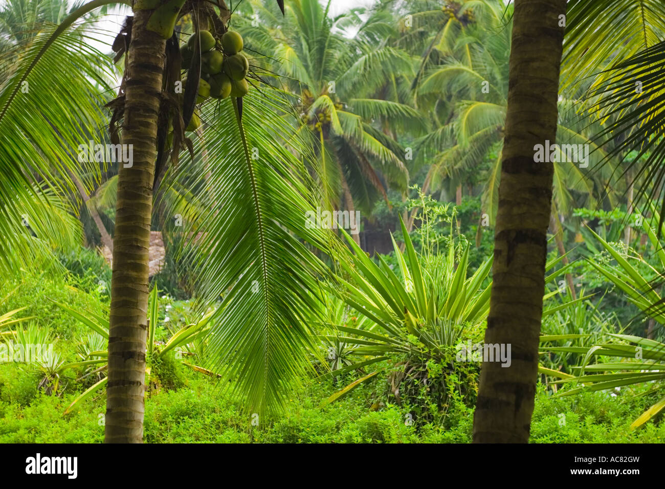 Vegetation landscape in Sri Lanka Stock Photo Alamy