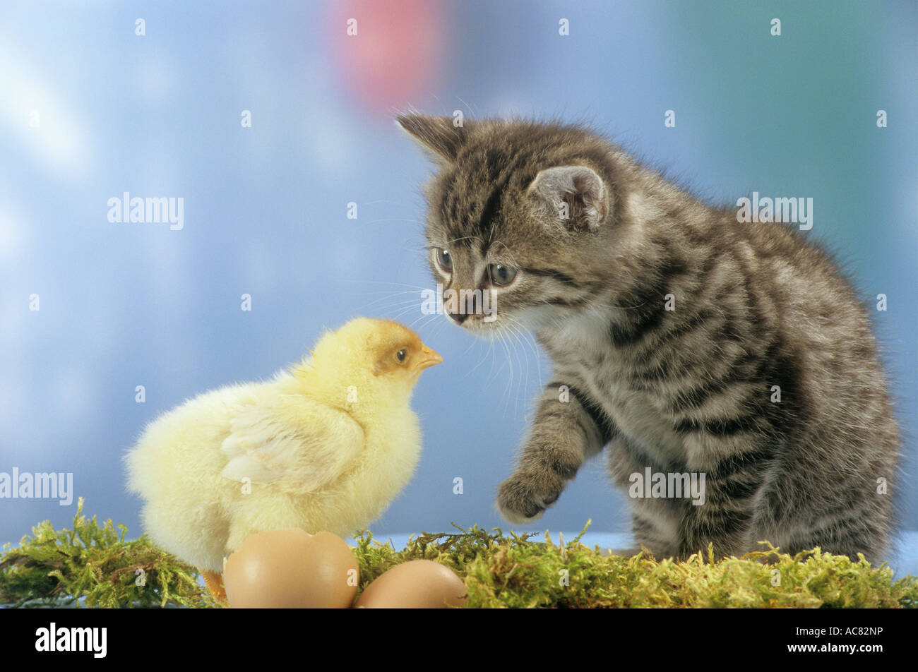 animal friendship kitten and chicken Stock Photo Alamy
