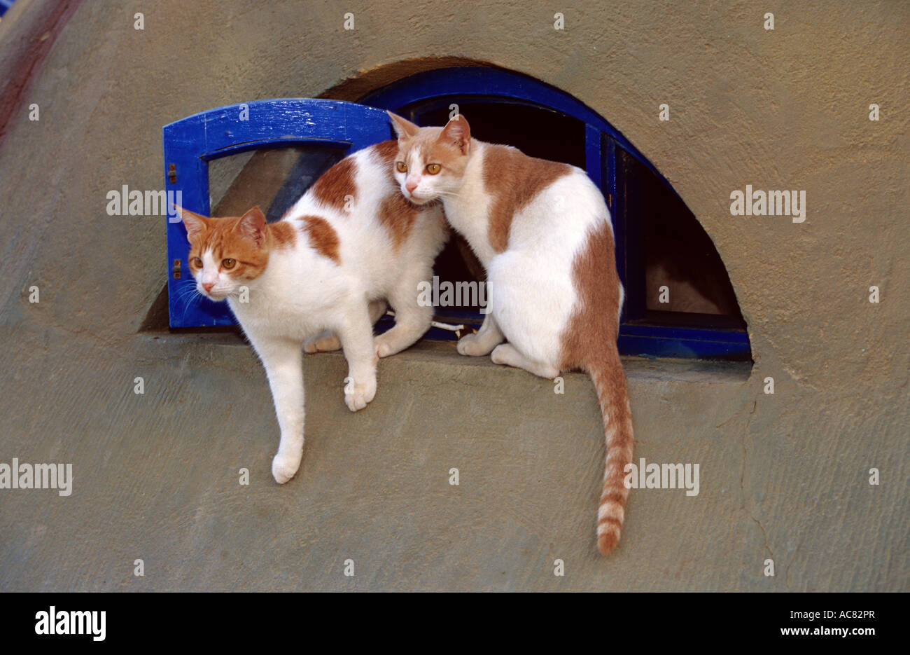 two cats at blue window Stock Photo - Alamy