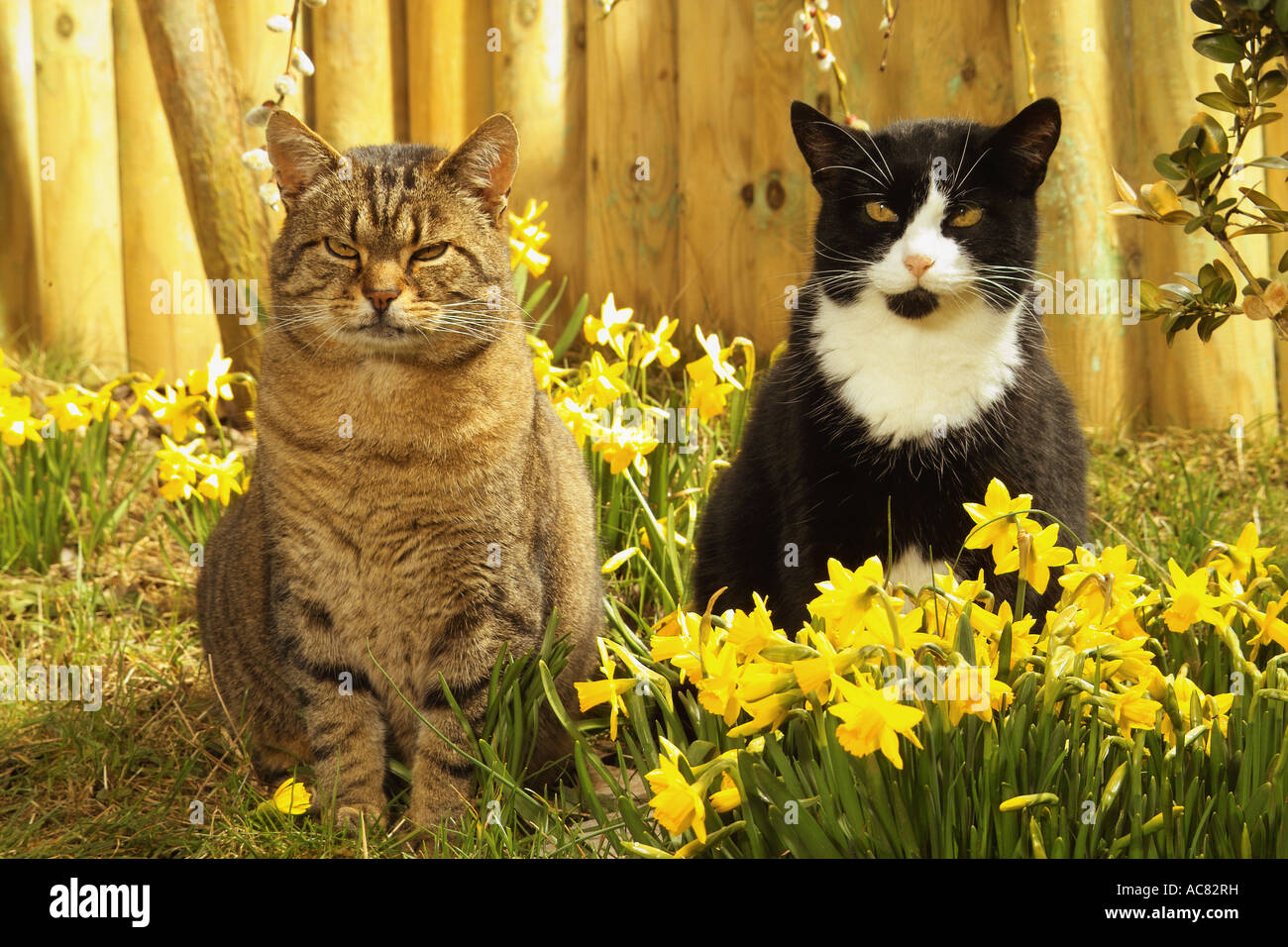two domestic cats between daffodils Stock Photo Alamy