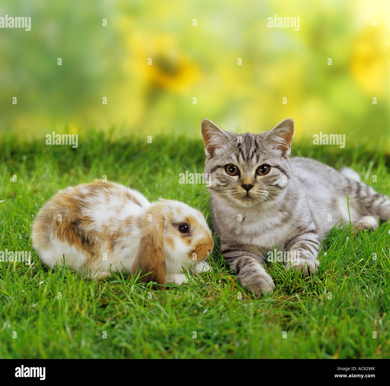 animal friendship : cat and rabbit - on meadow Stock Photo - Alamy