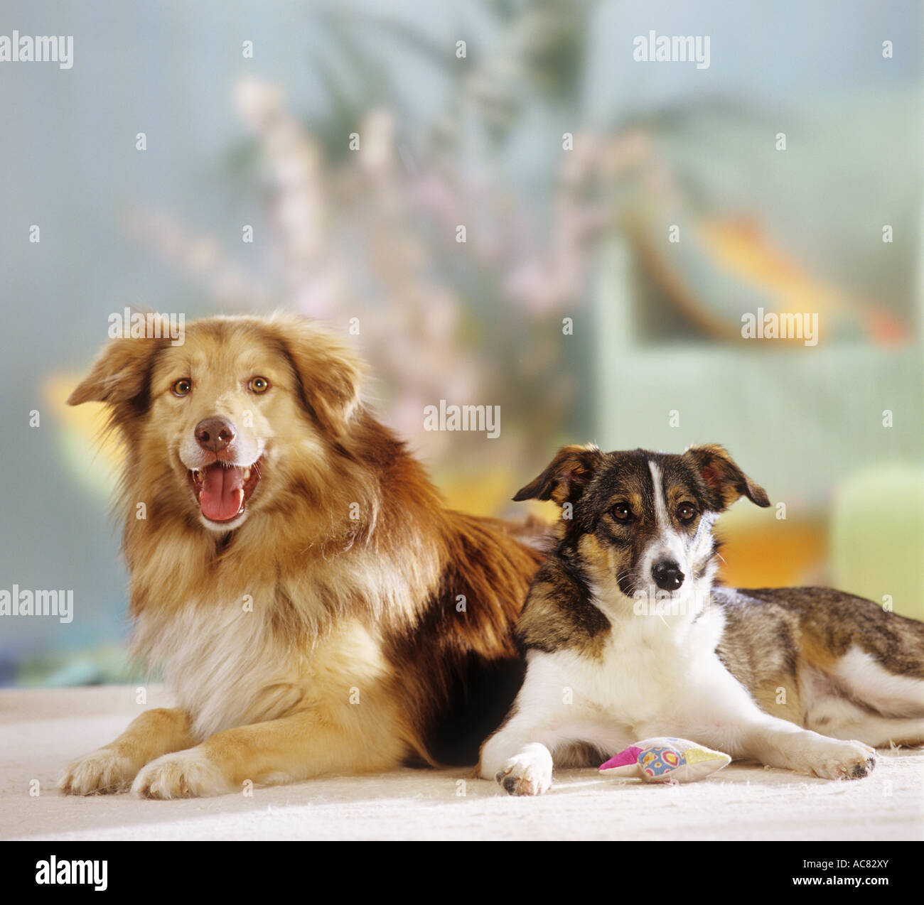 animal friendship : two hybrid dogs ( husky shepherd dog ) and ( shepherd dog ) Stock Photo