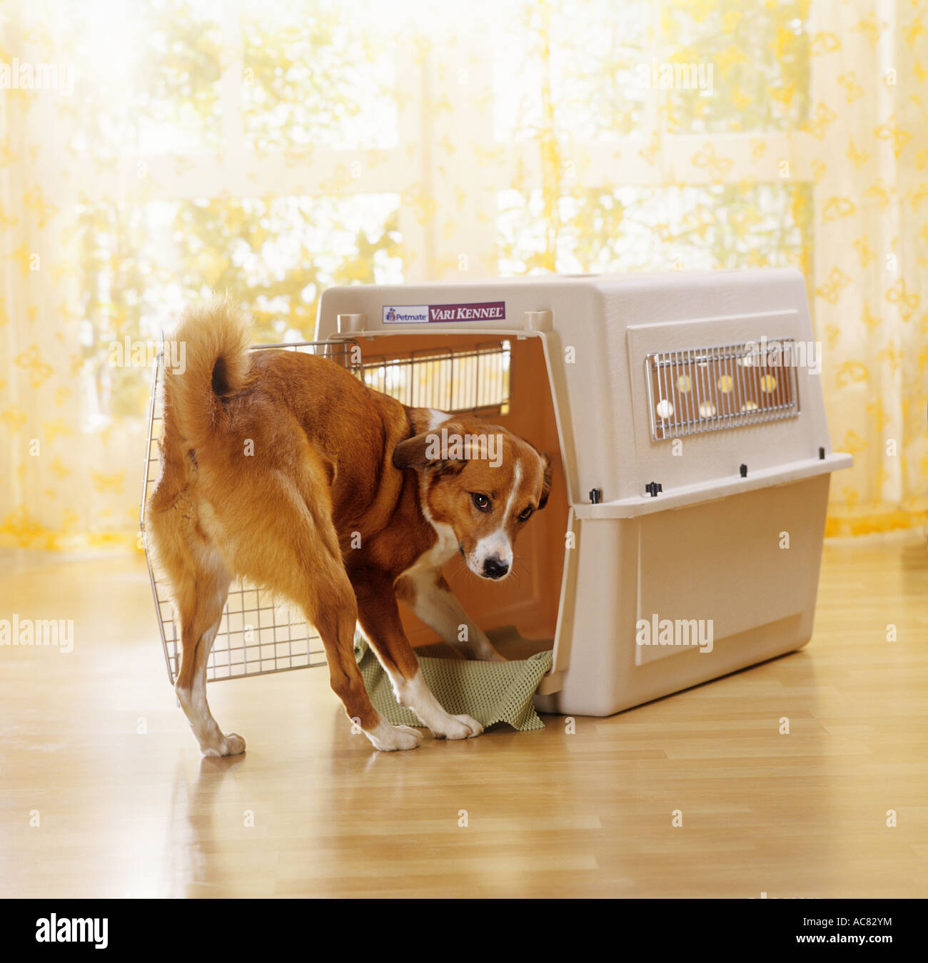 hybrid dog - standing in front of transport box Stock Photo - Alamy
