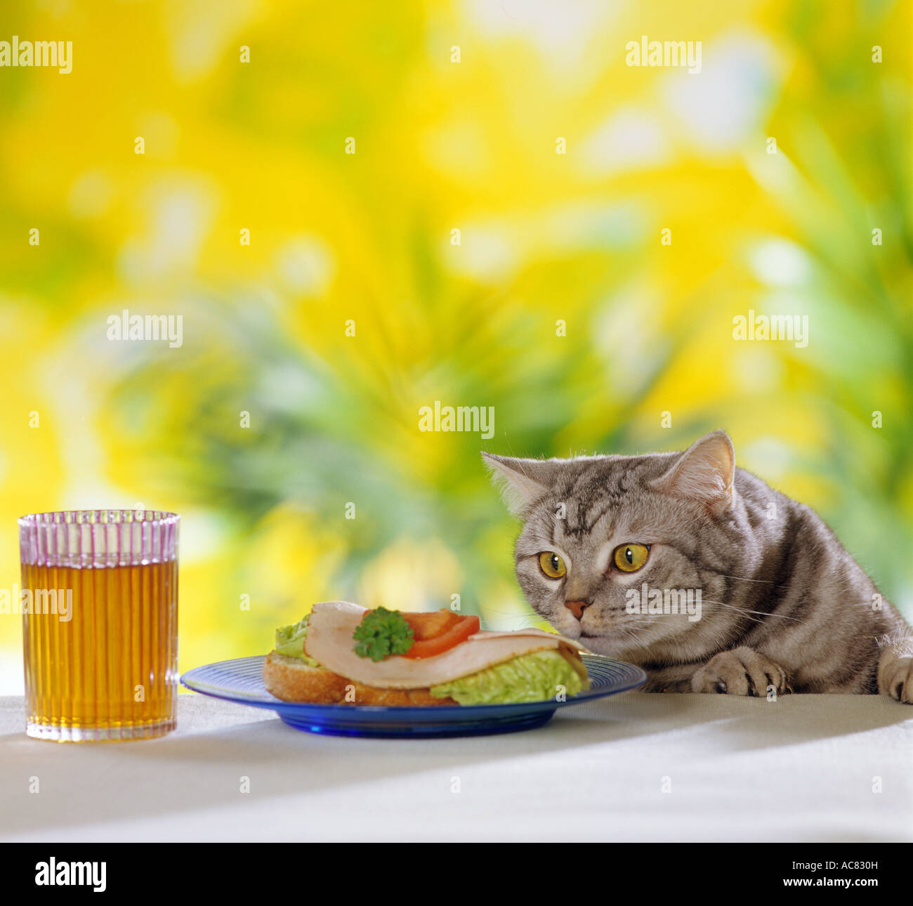 British Shorthair cat at table Stock Photo