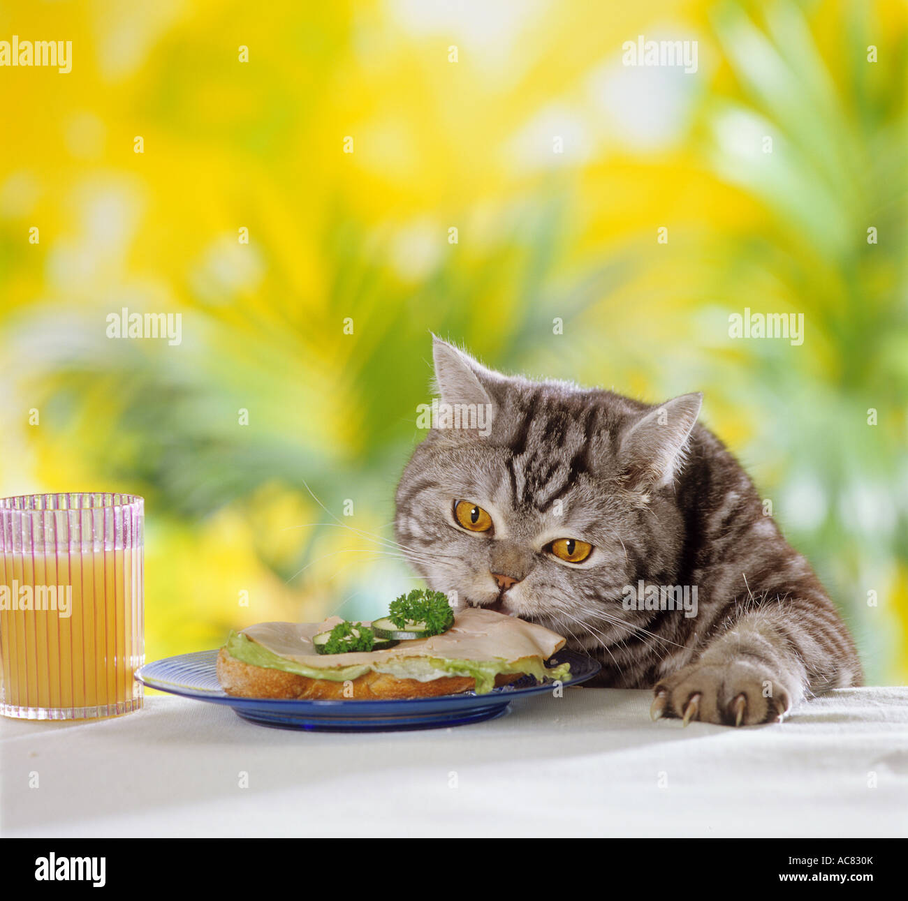 British Shorthair cat stealing the ham from a sandwich on the table Stock Photo