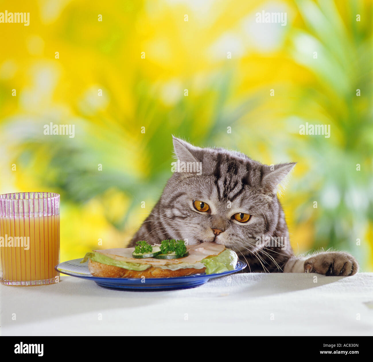 British Shorthair cat at table - munching bread Stock Photo