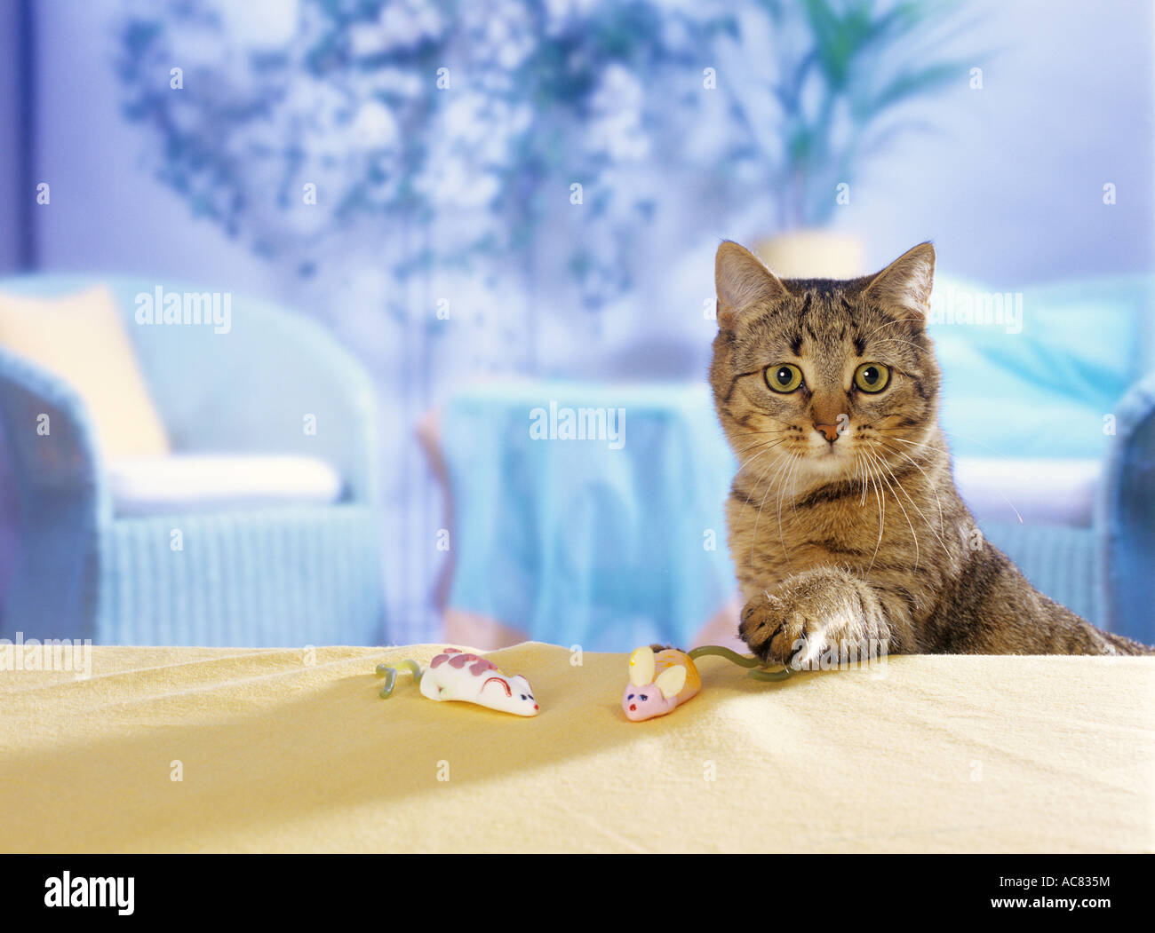 kitten in marshmallows