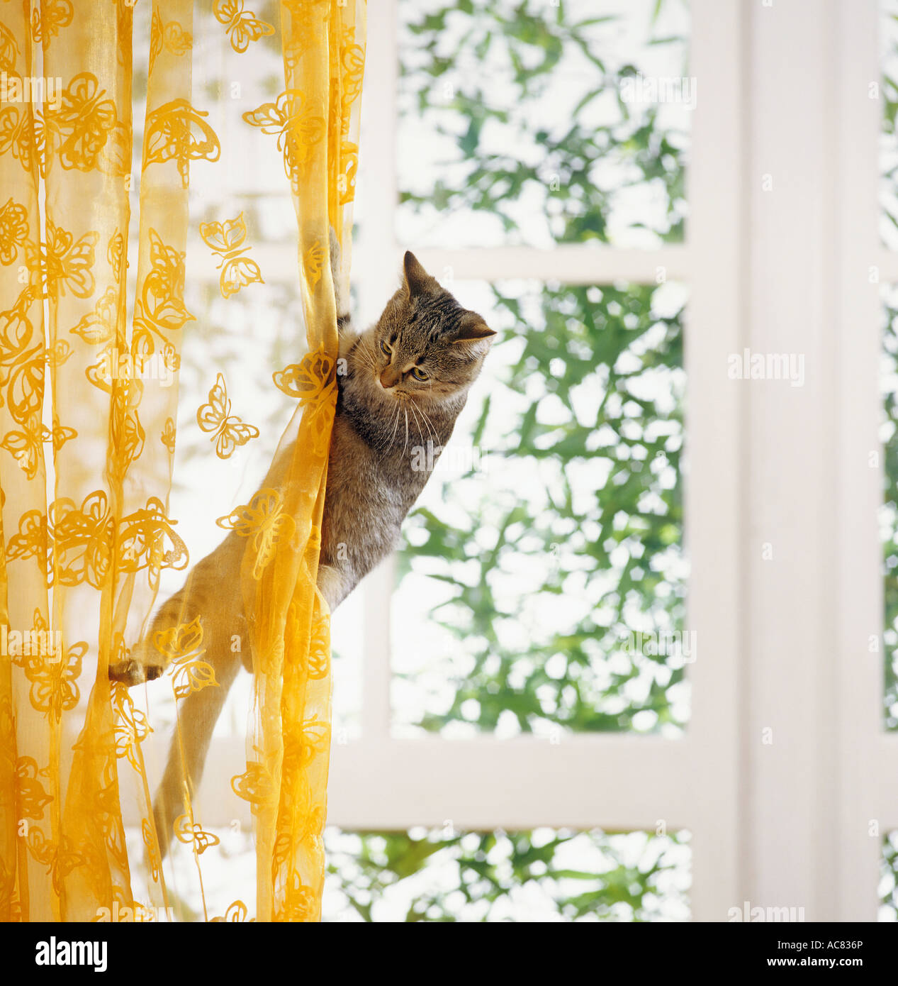 bad habit : domestic cat climbing at curtain Stock Photo - Alamy