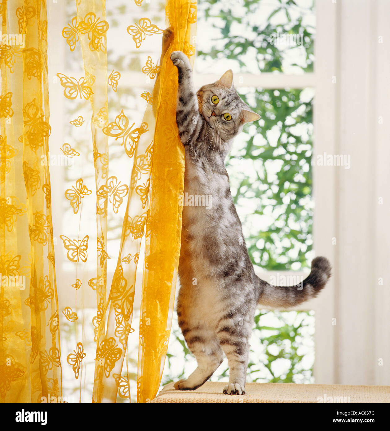 bad habit British Shorthair cat climbing at curtain Stock Photo Alamy