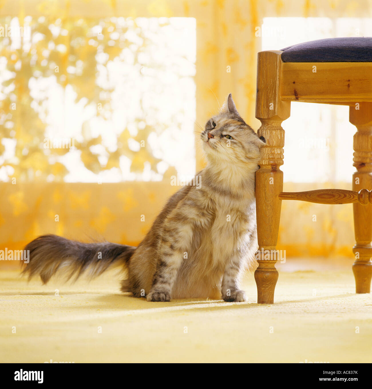 cat rubbing head against chair leg Stock Photo Alamy