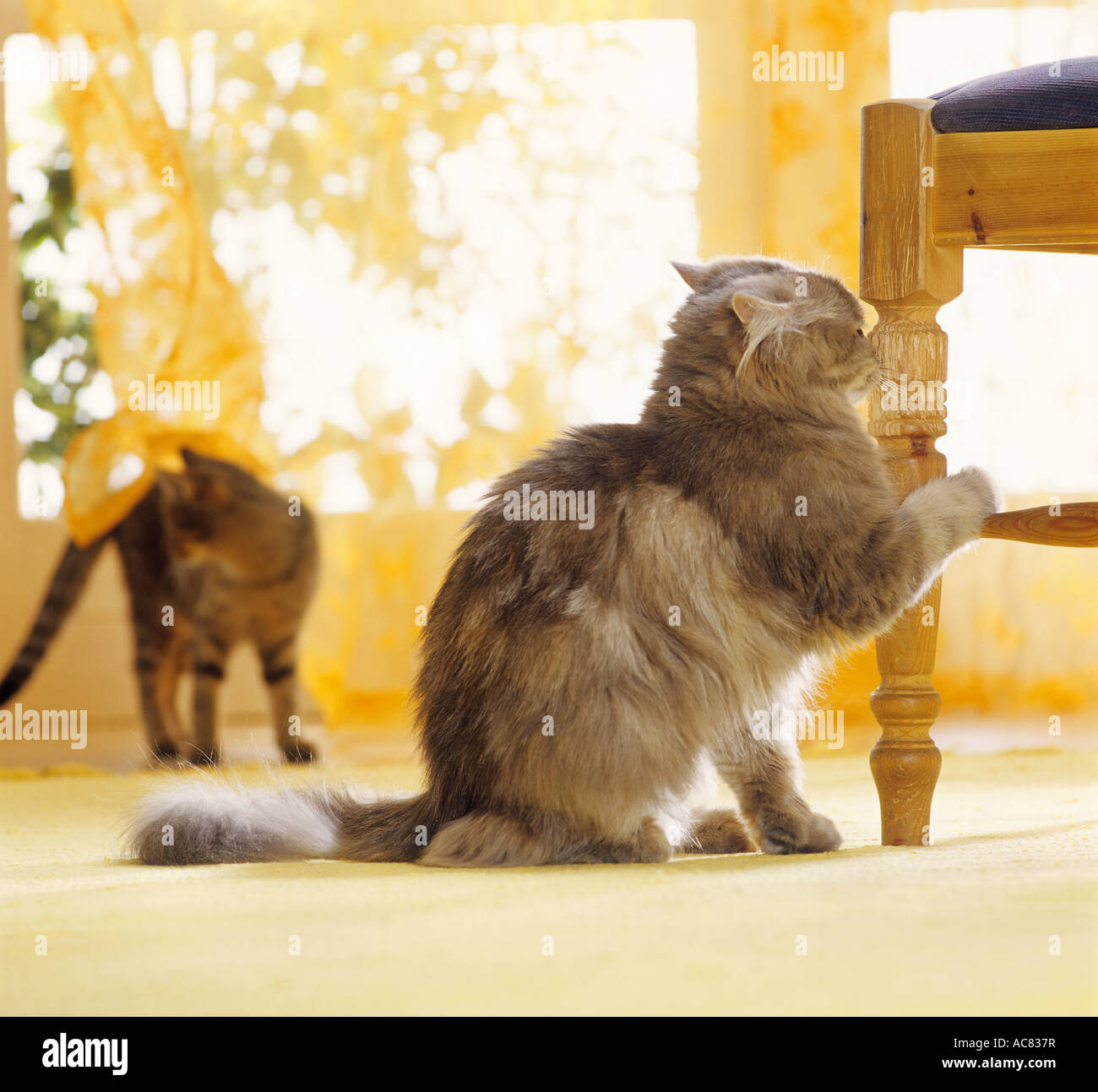 cat sniffing at chair leg Stock Photo Alamy