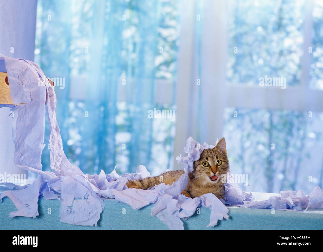 How To Stop My Cat From Tearing Up The Furniture at Thomas Harris blog