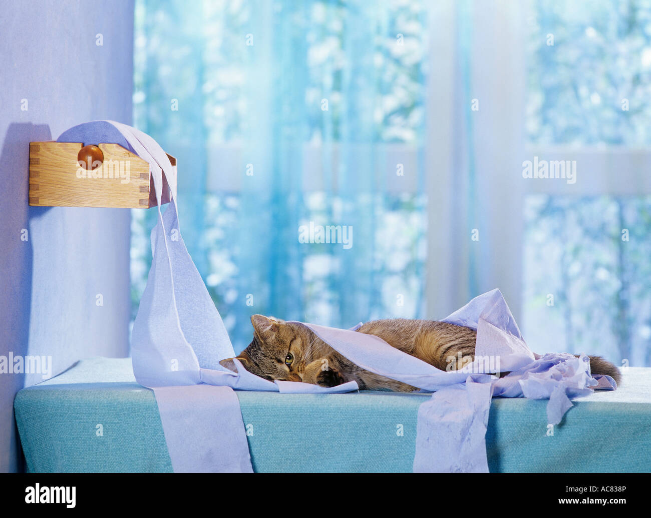 bad habit domestic cat tearing up paper bored Stock Photo Alamy