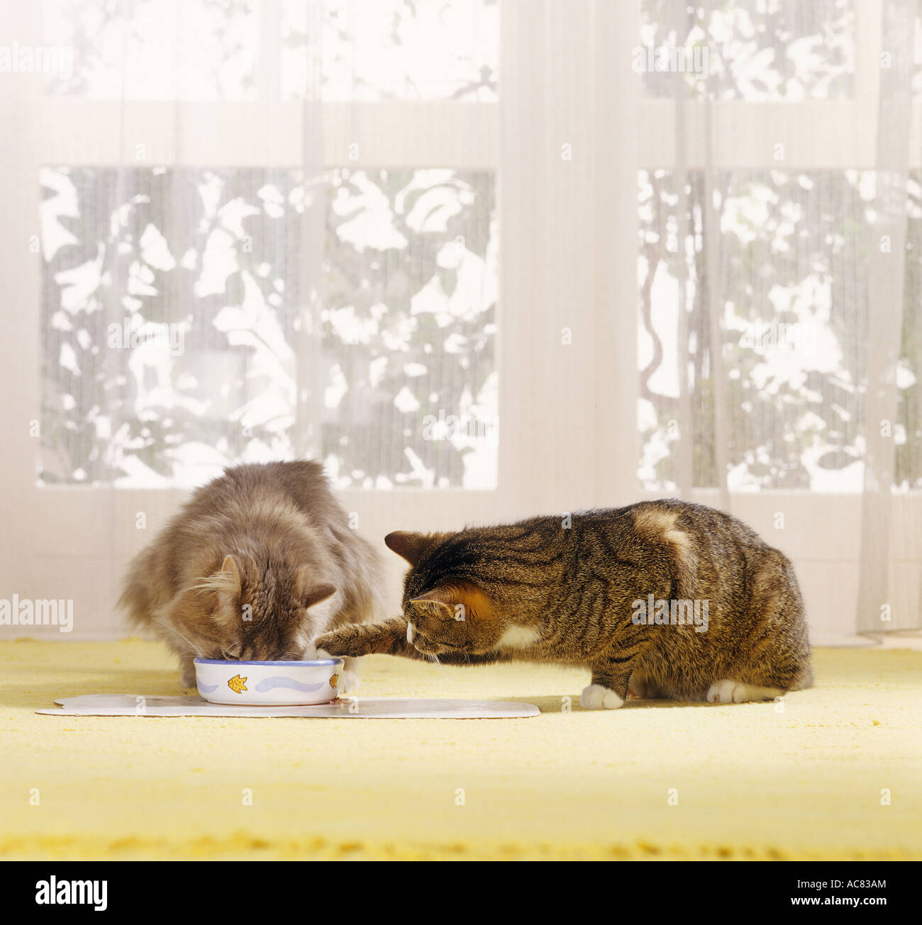 Maine Coon munching - domestic cat trying to steal some food Stock Photo