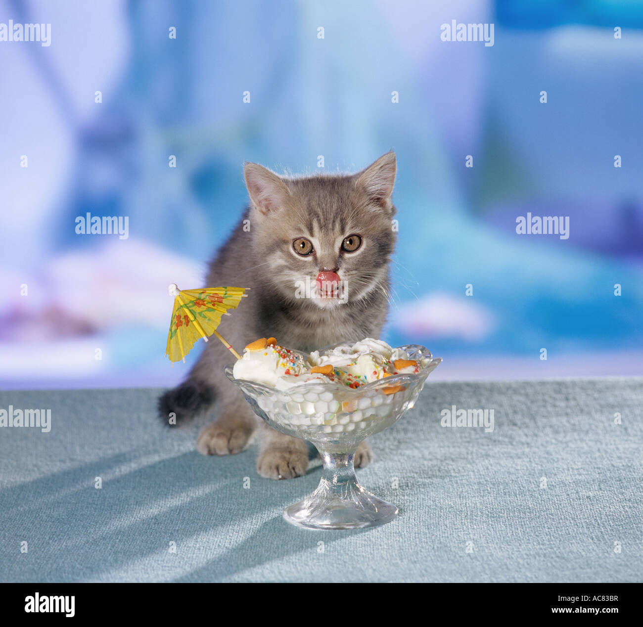 British Shorthair cat. Kitten eating from a sundae Stock Photo Alamy