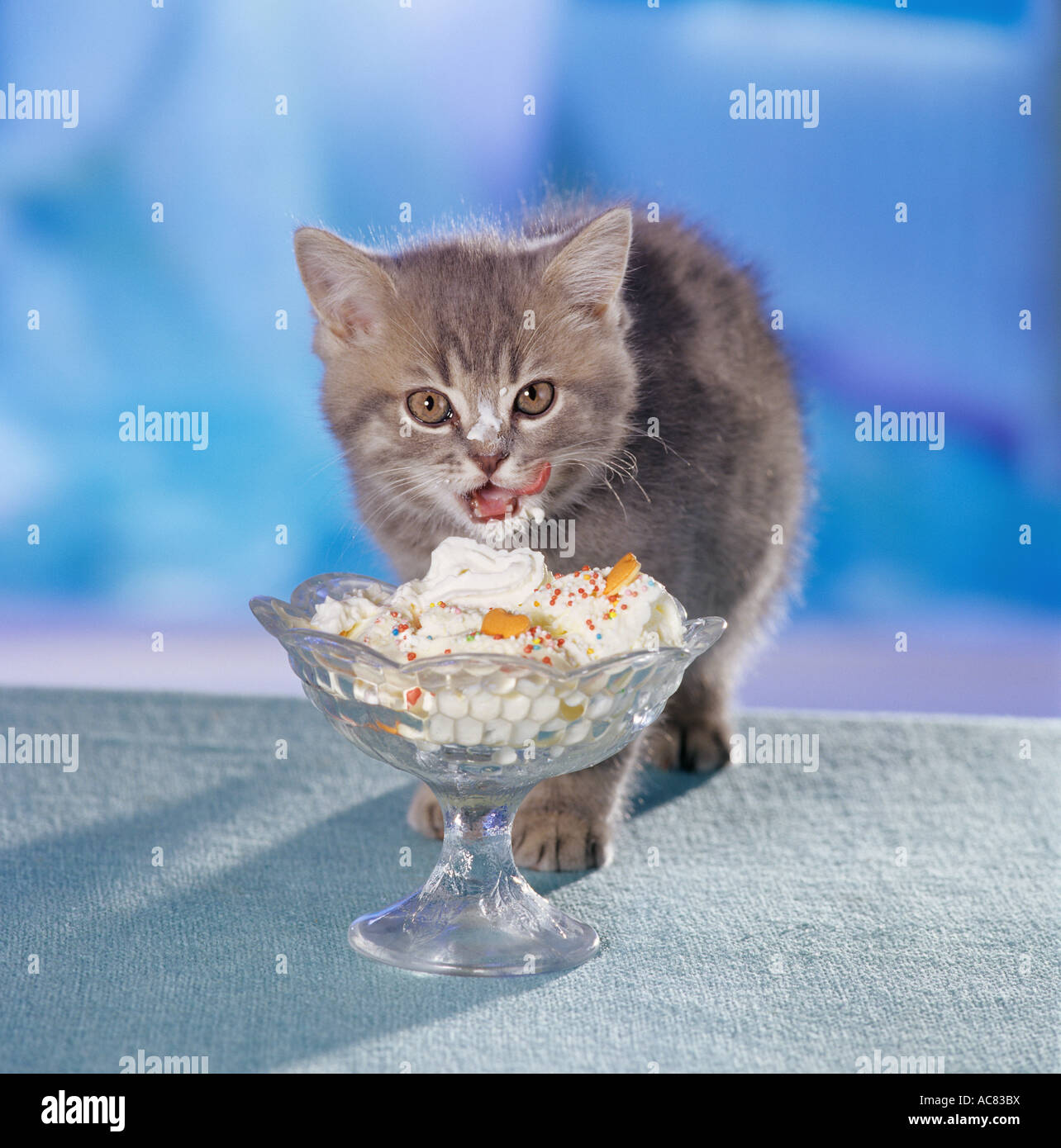 British Shorthair cat. Kitten eating from a sundae Stock Photo Alamy