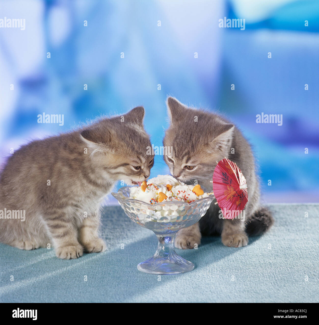 British Shorthair cat. Kitten eating from a sundae Stock Photo Alamy