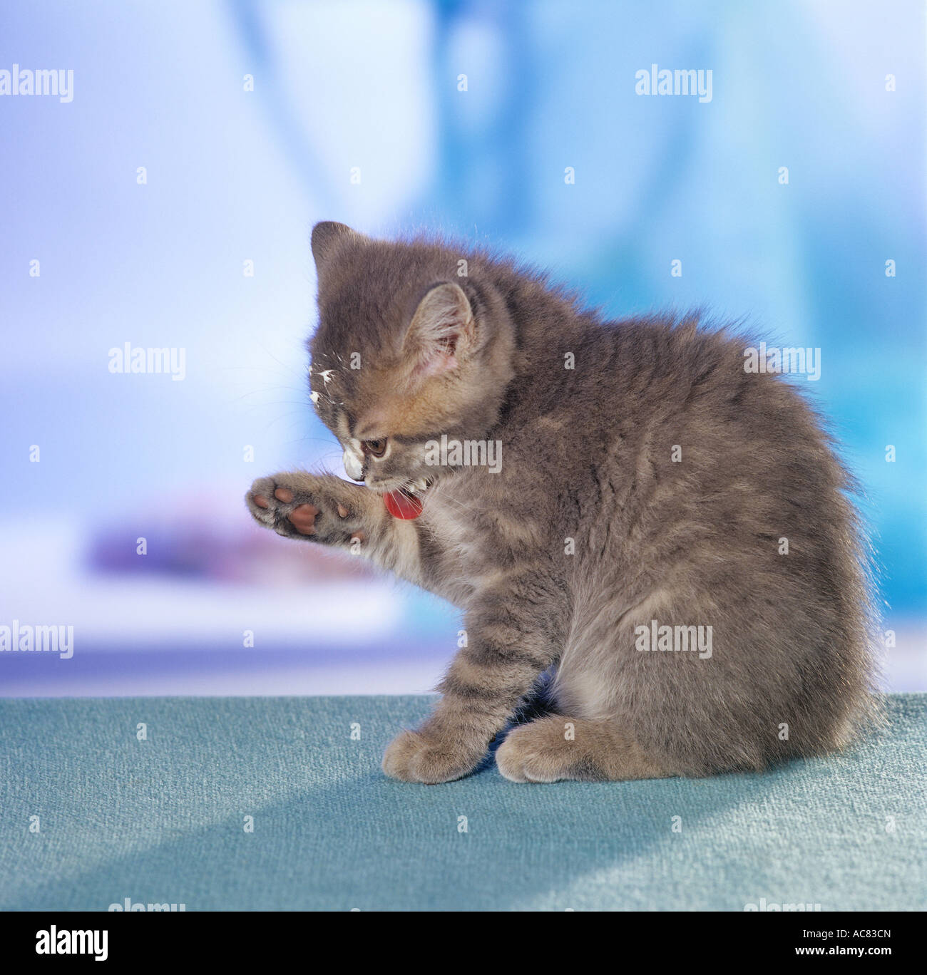 British Shorthair kitten - sitting - preening itself Stock Photo