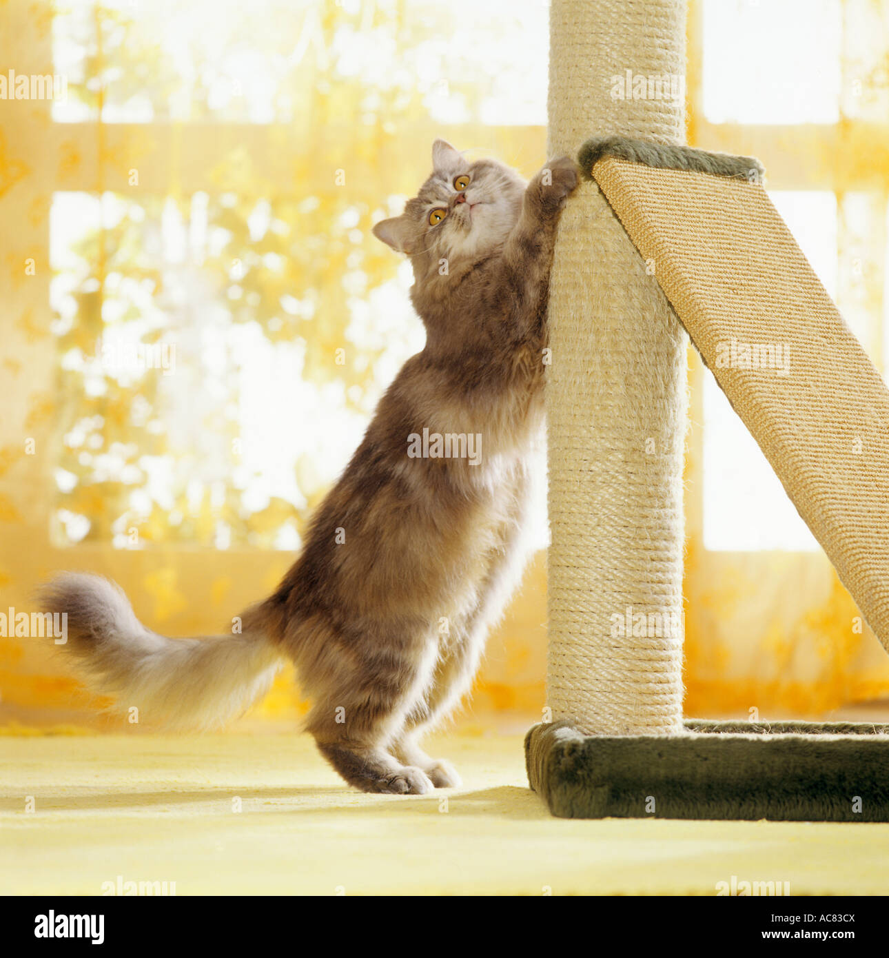 Domestic cat. Adult scratching at scratching post Stock Photo