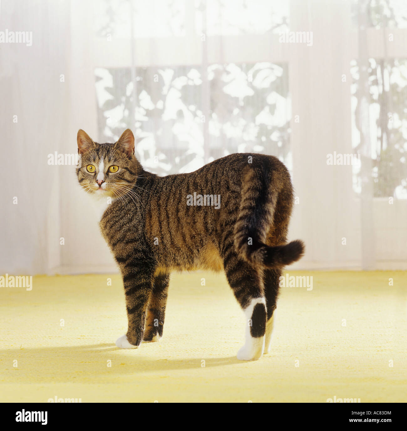domestic cat - standing Stock Photo