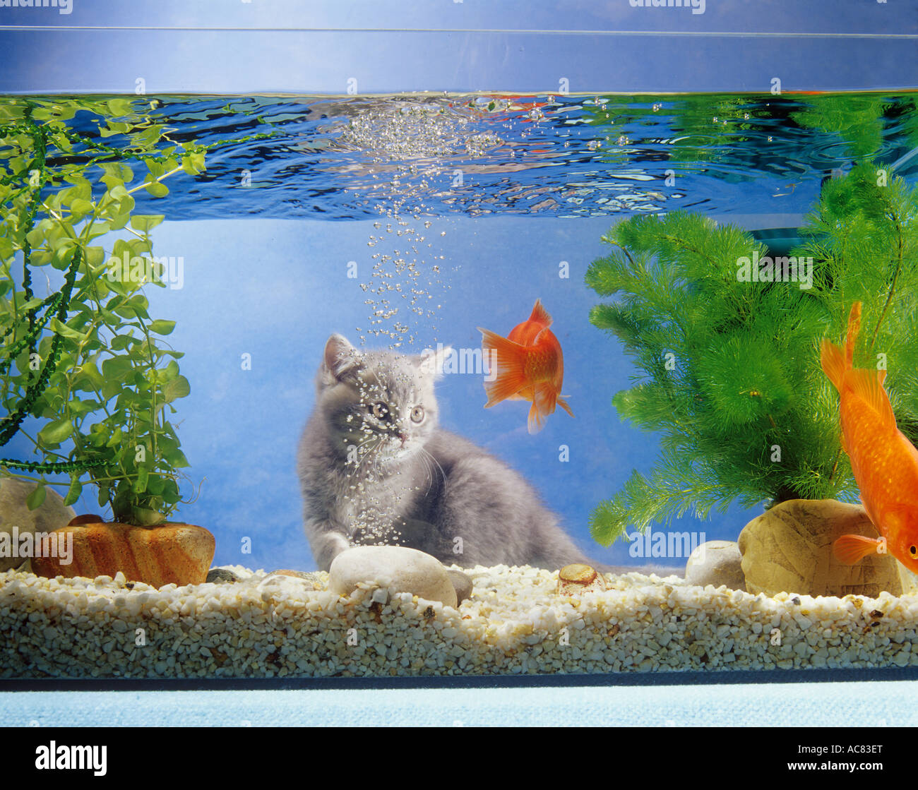 British Shorthair kitten at aquarium with goldfish Stock Photo
