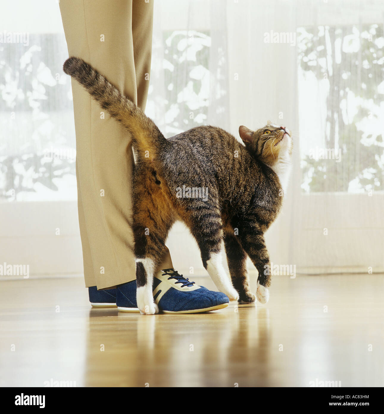 behaviour cat rubbing against legs bootlick or beg Stock Photo