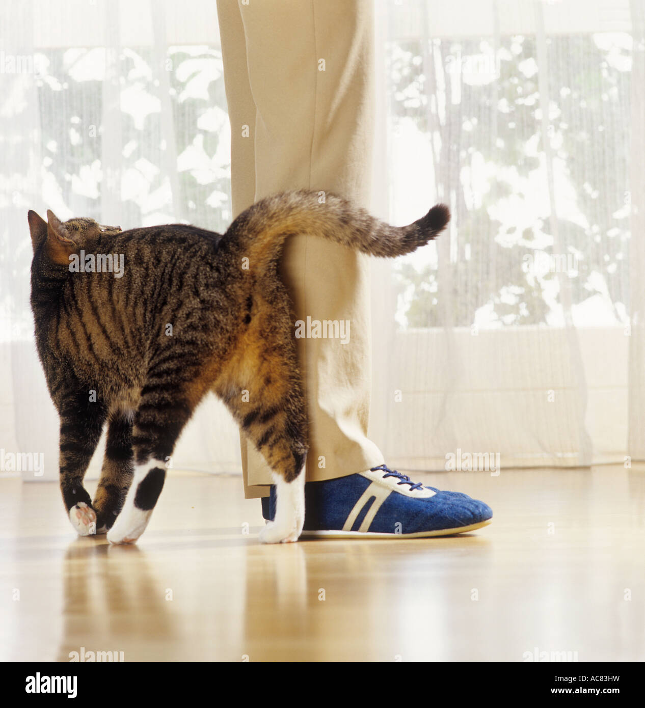 behaviour cat rubbing against legs bootlick or beg Stock Photo Alamy