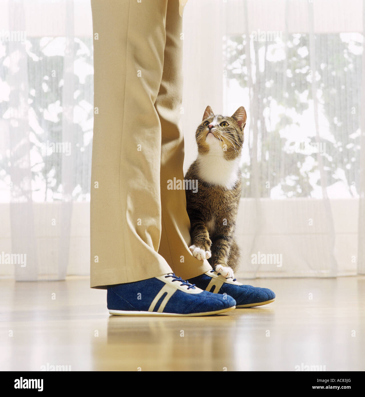 Domestic cat rubbing against legs of owner Stock Photo