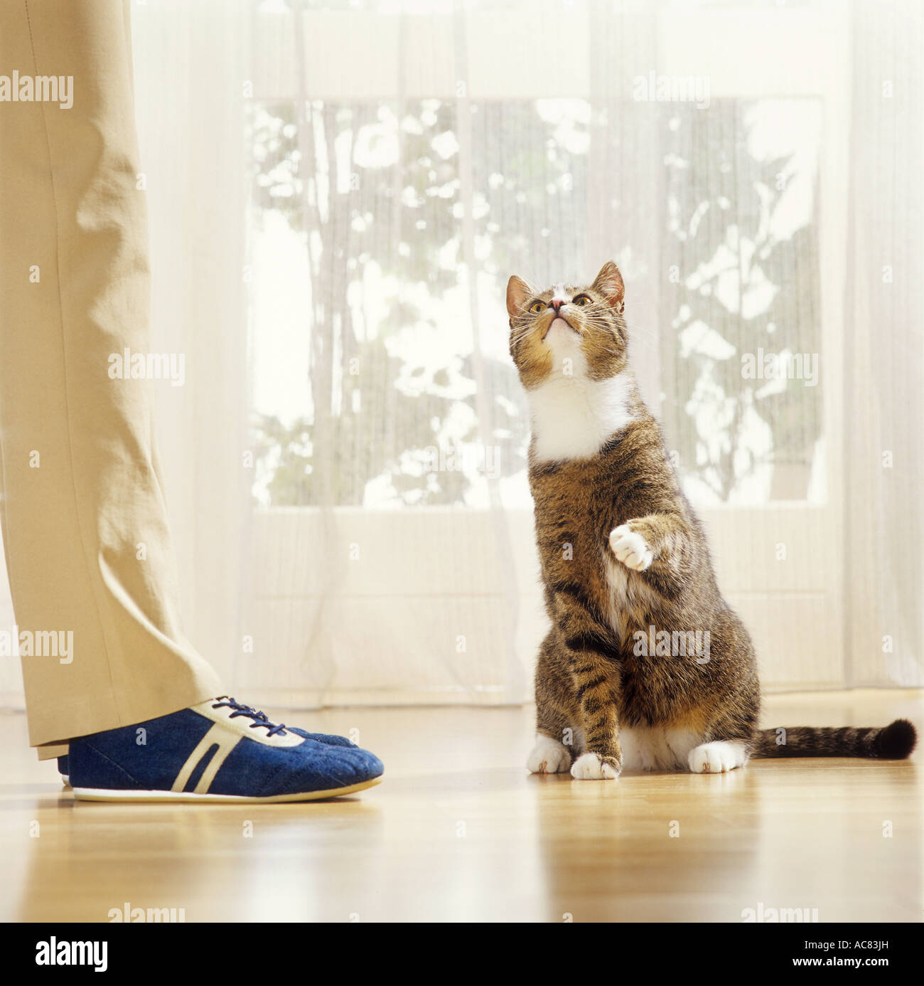 behaviour cat lifting paw begging Stock Photo Alamy