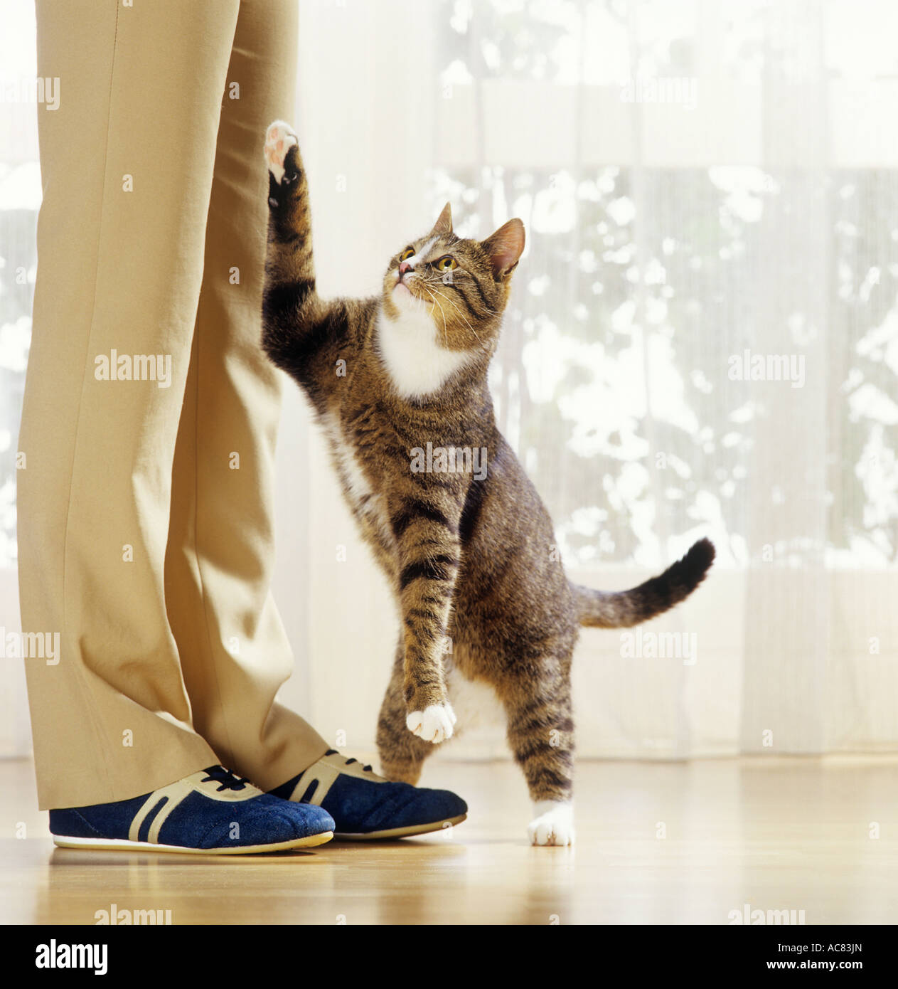 behaviour cat lifting paw demand Stock Photo Alamy