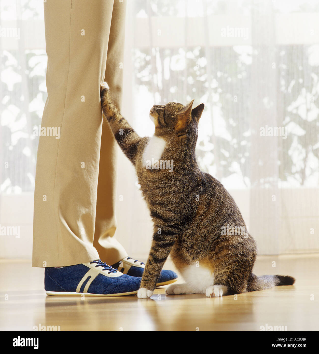 behaviour cat lifting paw demand Stock Photo Alamy