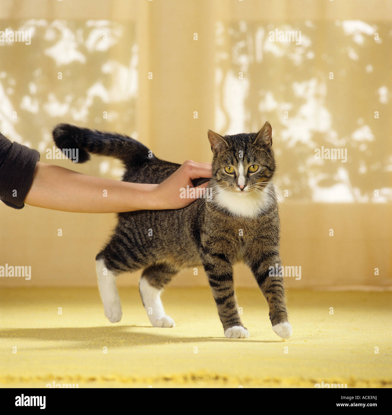 Tabby cat stroked hi-res stock photography and images - Alamy